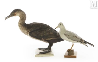 deux oiseaux qui se tiennent l'un à côté de l'autre