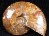 an ammonite fossil with a piece missing from it ' s shell