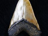 an image of a shark tooth on a black background