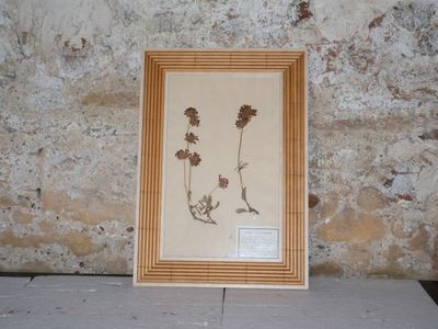 a picture of a picture of a plant on the ground