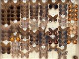 many different types of butterflies displayed in a display case