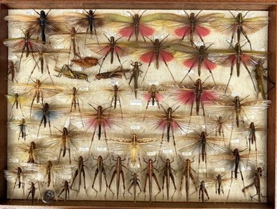 a picture of a display of insects in a wooden frame