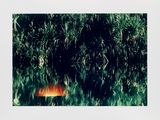 un objet orange flottant dans l'eau près d'un buisson