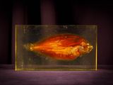 a fish inside of a glass box on a table