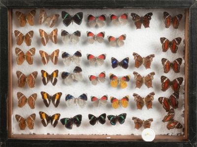 de nombreux papillons exposés dans une boîte-cadre
