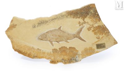 un poisson fossile sur un morceau de papier posé sur une surface blanche