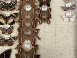 many different types of butterflies displayed in a display case