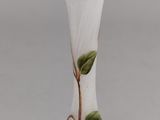 a white vase with green leaves on it on a table