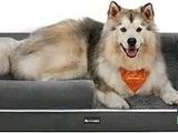 un chien allongé sur un panier pour chien