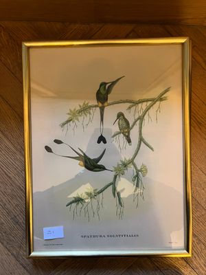 une photo d'une photo représentant deux oiseaux sur une branche