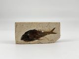 un petit poisson posé sur un bloc de pierre, sur une surface blanche