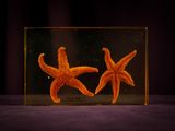 two orange starfishs in a clear box on a purple surface