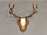 a deer skull mounted on the wall of a room