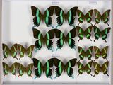 beaucoup de papillons qui se trouvent dans une boîte blanche