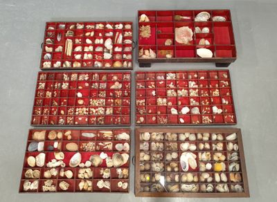 beaucoup de coquillages dans une boîte rouge posée sur la table