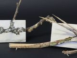 une image représentant une branche et une image représentant un oiseau sur une feuille de papier