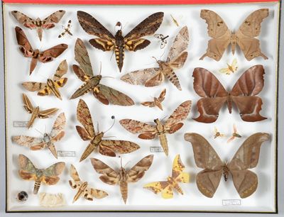 de nombreuses espèces différentes de papillons de nuit exposées dans une vitrine