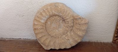 un objet ressemblant à un fossile posé par terre à côté d'un cadre photo