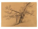 dessin au crayon représentant un arbre dans un champ, près d'une clôture