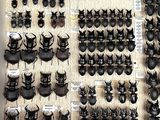 a lot of beetles that are on display on the wall
