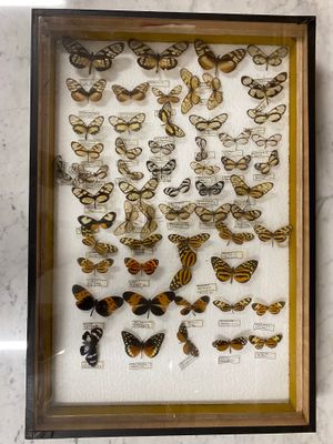 a picture of a display of butterflies in a glass case