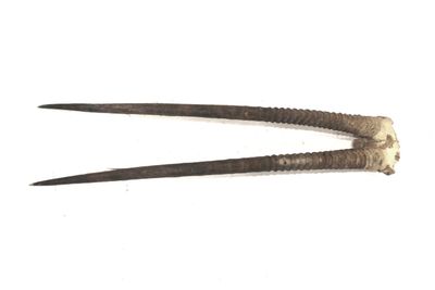 Fronton d'oryx gazelle Gemsbok, Afrique du Sud.