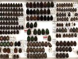 a lot of beetles on display in a display case