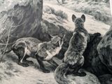 two foxes that are standing next to each other in the woods