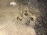 a close up of a dog ' s paw prints on a metal plate