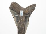 an image of a close up of a tooth with a tag attached to it