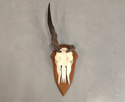 une photo d'un crâne de cerf accroché au mur