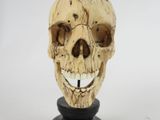 a skull on a black stand with a white background