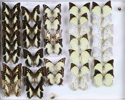 de nombreux papillons exposés dans une boîte