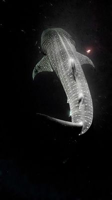 une très grande baleine nageant dans l'eau la nuit