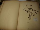 an open book with a plant on it sitting on top of a table