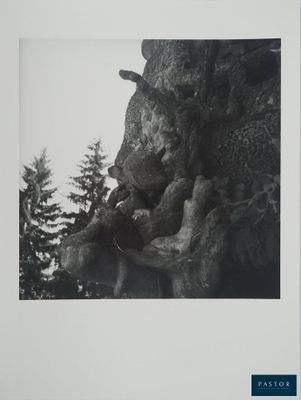 photographie en noir et blanc d'un ours grimpant à un arbre dans une forêt