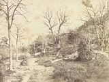 une photo en noir et blanc d'un chemin de terre dans les bois