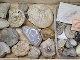 a wooden box filled with different types of rocks