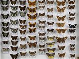 de nombreux types de papillons différents présentés dans une vitrine