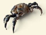 un crabe posé sur une surface blanche