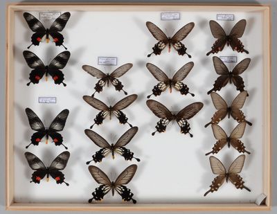 de nombreux papillons disposés dans un cadre en bois