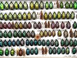 many different colored beetles on display in a display case