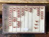 un gros plan sur une exposition de papillons de nuit dans une vitrine