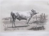 a drawing of a white cow standing in a field