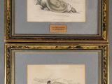 two framed drawings of a fish and a snail on a wall