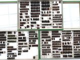 many different types of beetles on display in a display case