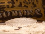 a close up of a brown and black vase
