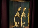 an image of a glass box with a skeleton in it