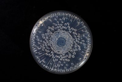a glass plate with a circular design on it