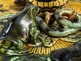 a plate with a turtle, a turtle and a snake on it